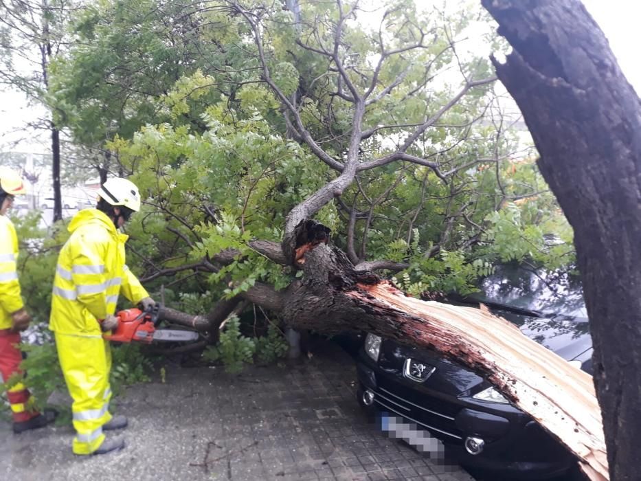 Árbol caído en Aldaia