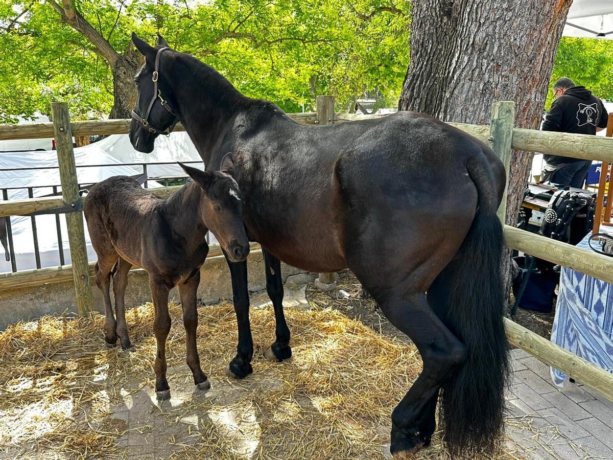 Dos ejemplares de caballos de raza mallorquina, este miércoles en Sineu.