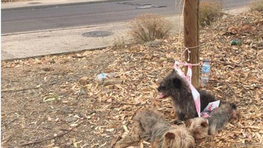 Rescatan en Badajoz a tres perros atados a un árbol en pésimas condiciones sanitarias