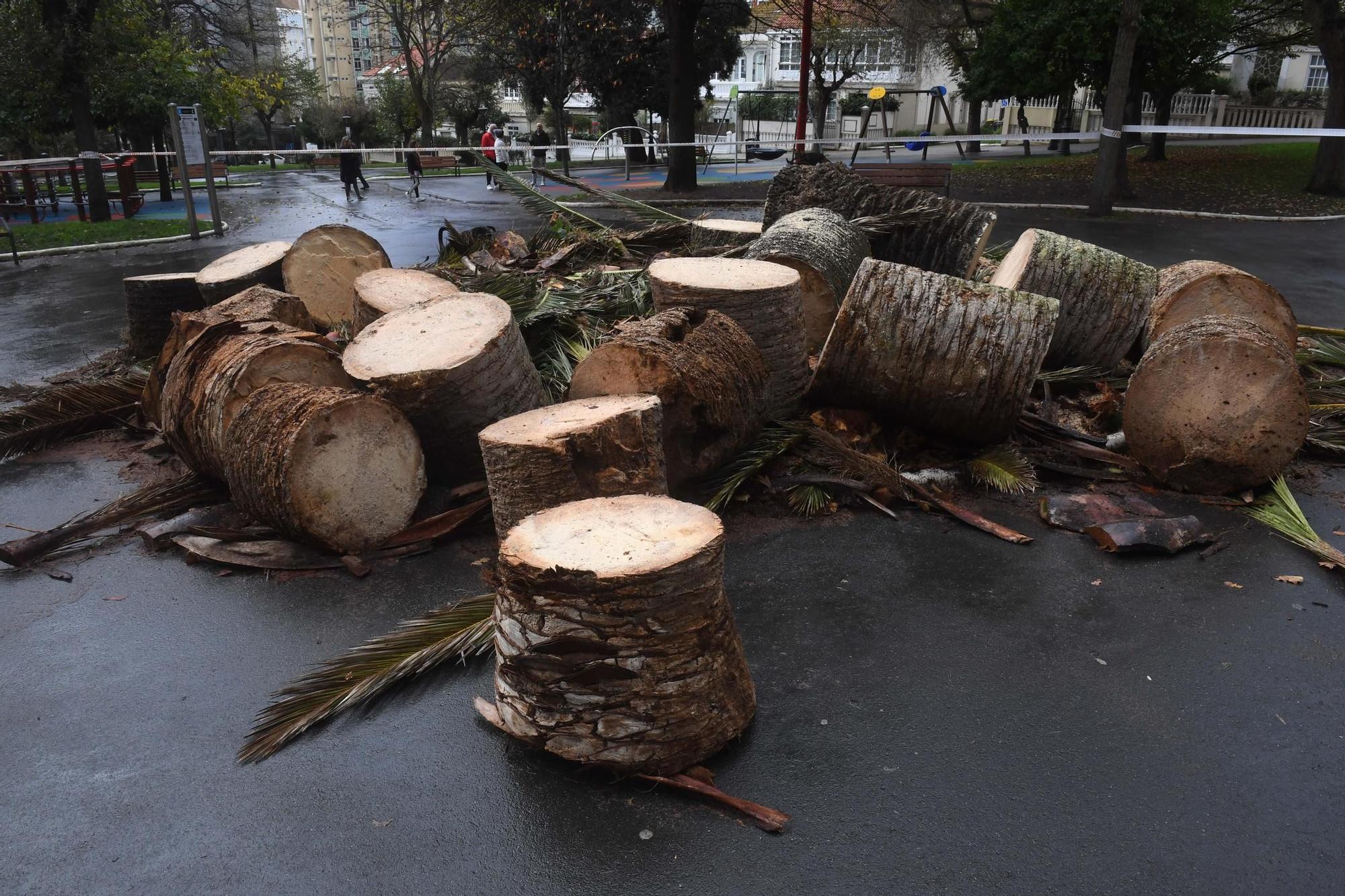 Adiós a la palmera del Campo de Marte de A Coruña