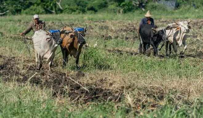 El campo que se resiste al colapso en Cuba: Cómo cultivar y alimentar a un país sin combustible