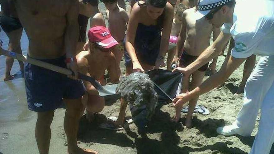 Bañistas observan la recogida de una medusa en una playa de Torremolinos.