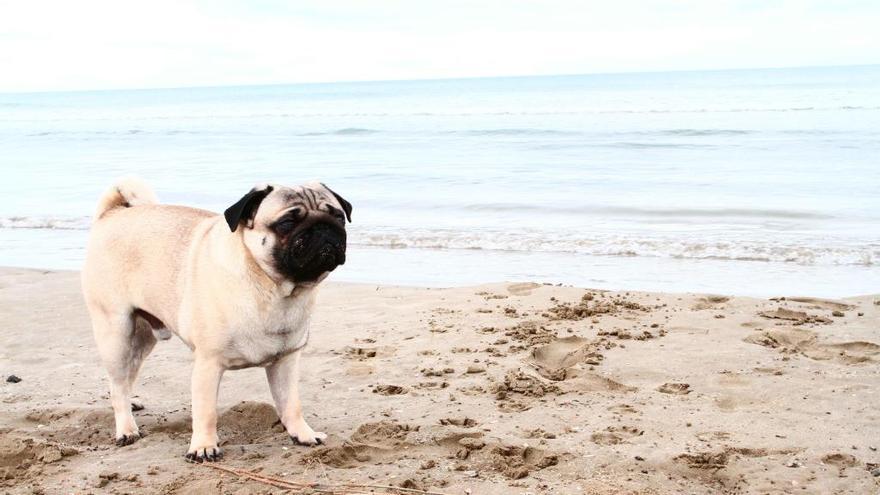 Ciertas playas permiten la entrada a perros.