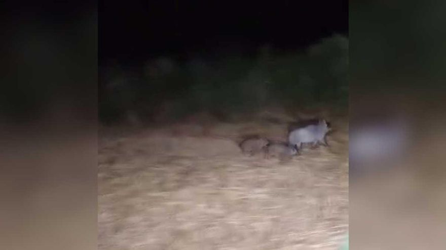 Vídeo | Porcs senglars corrents per un camp a Sant Martí de Llémena