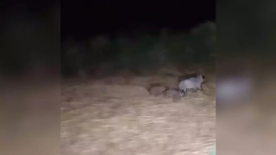 Vídeo | Porcs senglars corrents per un camp a Sant Martí de Llémena