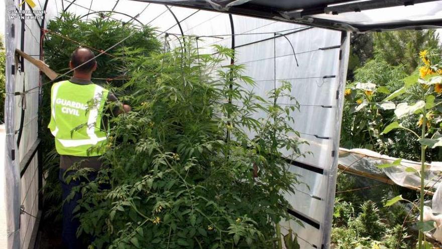 Detenido un hombre en Palencia por cultivar en su vivienda marihuana