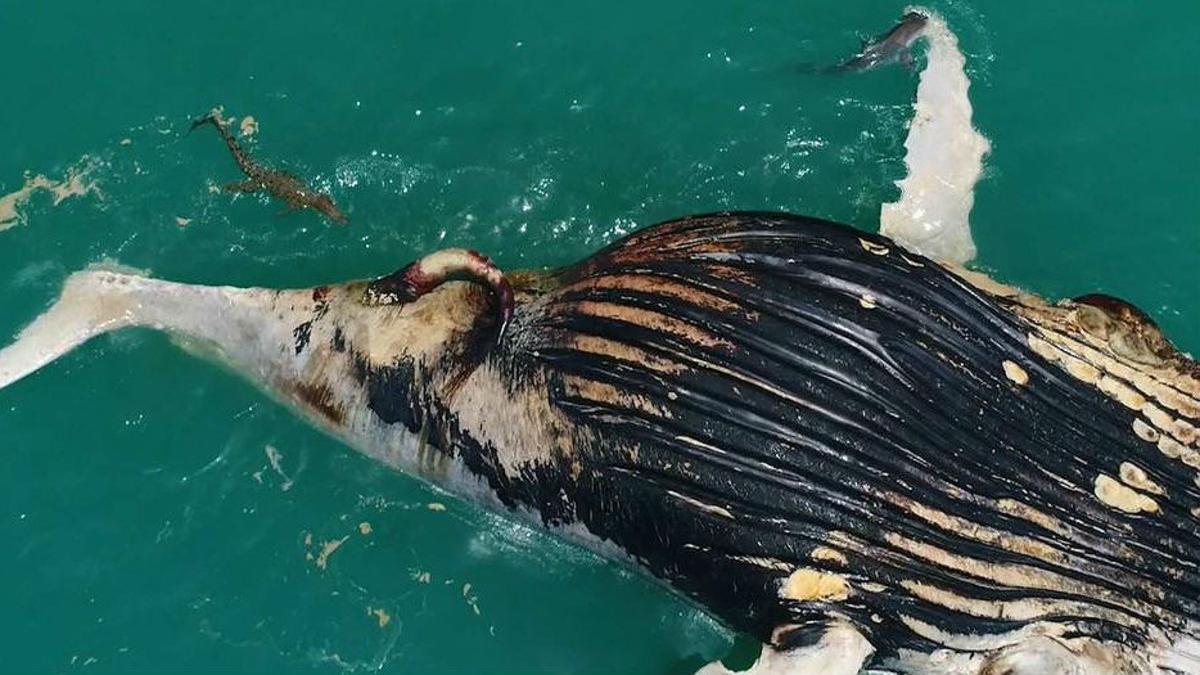 Captura del vídeo en el que los dos tiburones y el cocodrilo devoran a la ballena jorobada frente a las costas de Kimberley, en Australia.