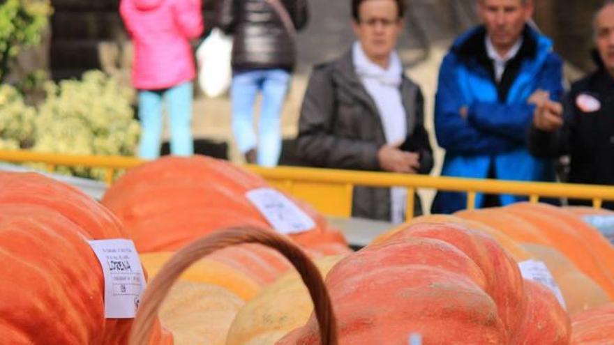 Sant Llorenç està preparat per rebre les carbasses gegants de la Fira dels Ous d&#039;Euga