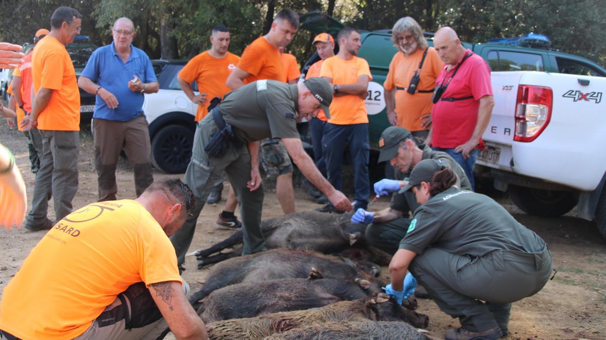 Els caçadors aplegats al voltant dels 12 senglars abatuts a Girona