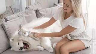 Tens mascotes i la casa et fa mala olor? Els trucs per acabar amb aquestes desagradables olors