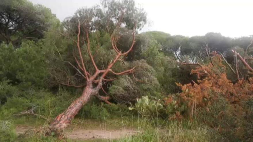 El tornado deja importantes daños en El Puerto de Santa María