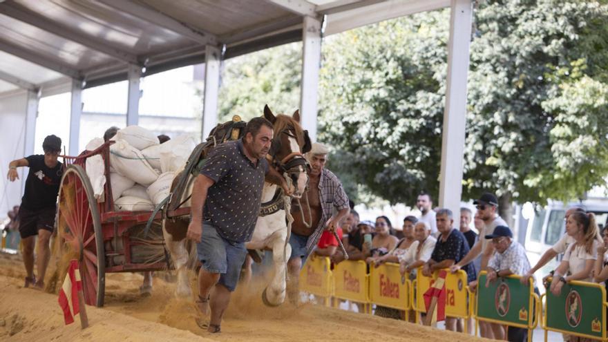 Competición de tiro y arrastre bajo una carpa en la Fira del Bestiar de Xàtiva.