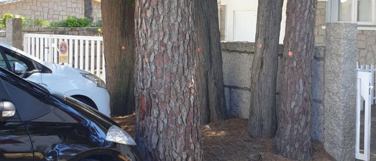 Algunos de los árboles marcados en la zona y cerca de viviendas para su tala. |  // FDV