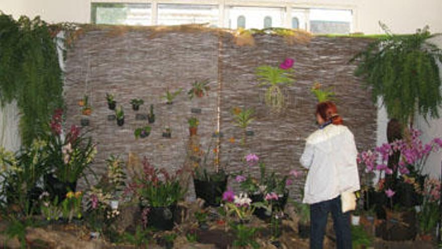 Una de las muestras de orquídeas organizadas en el Jardín Botánico.