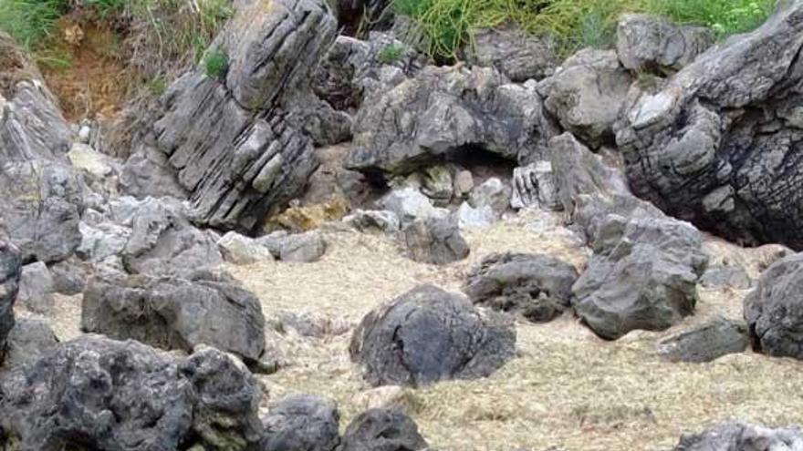 Algas en descomposición en la zona de Xiglu, en la playa de Barru (Llanes).