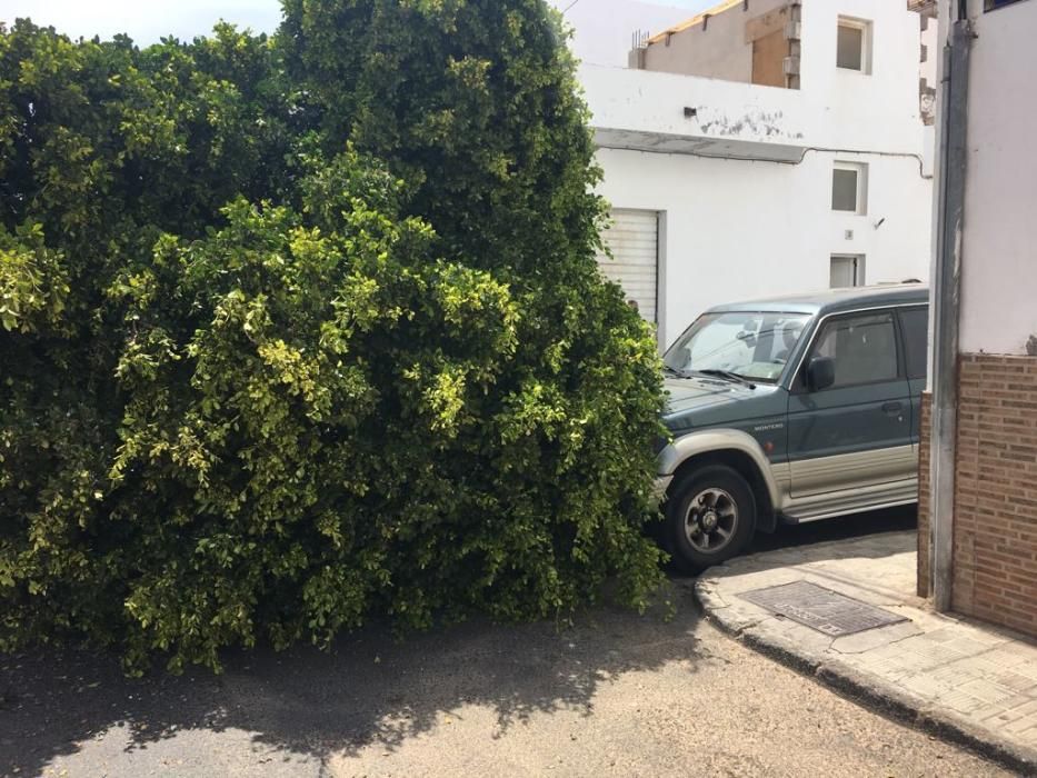 Caída de un árbol en Arrecife