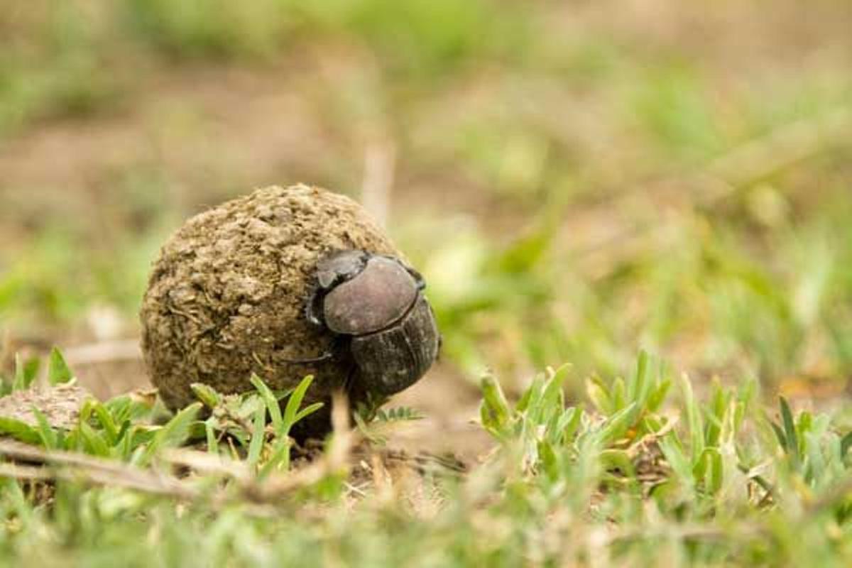 El escarabajo pelotero es una de las cien especies de este insecto que habitan en el Parque Nacional del Serengeti en Tanzania.