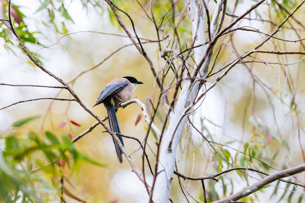 Siberia extremeña, planes
