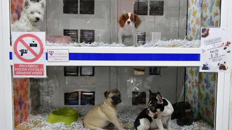 Una tienda de animales de Telde recibe amenazas por vender cachorros en vitrinas