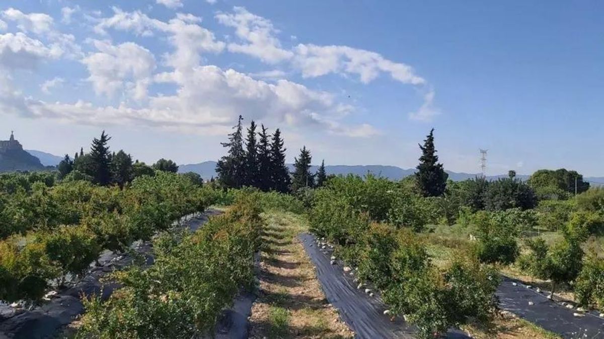 Plantación de granadas en la pedanía murciana de Cabezo de Torres.