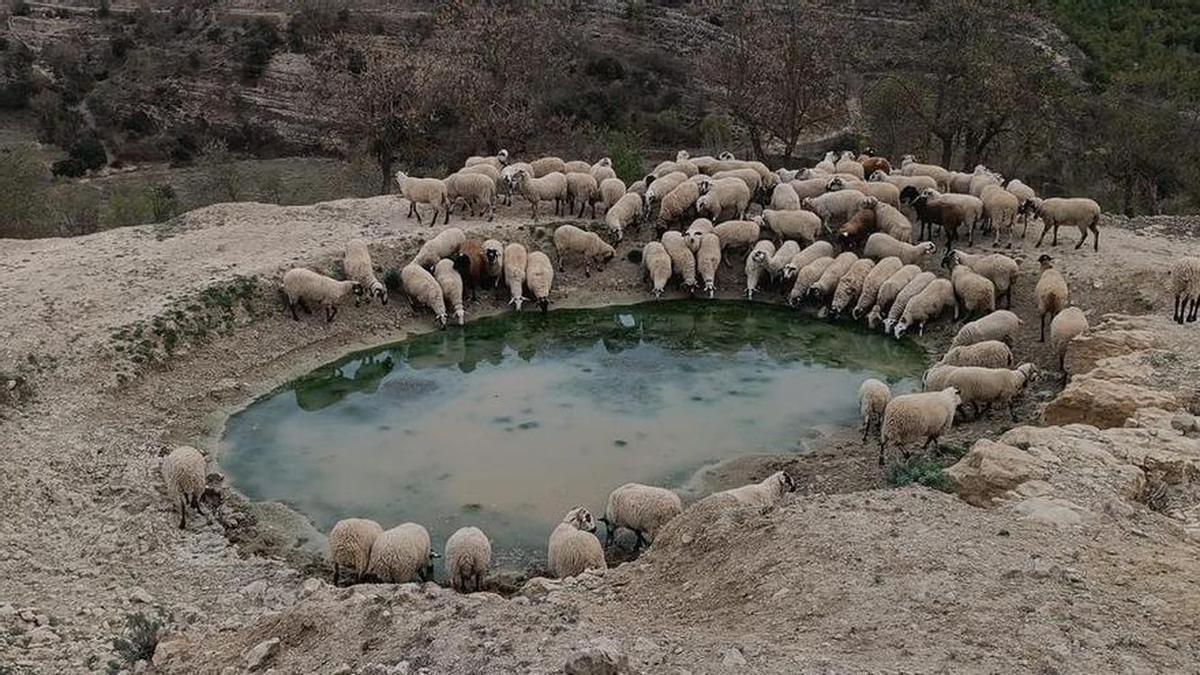 Un rebaño de ovejas bebe de lo que queda de agua en un pequeño embalse en el interior de Castellón.