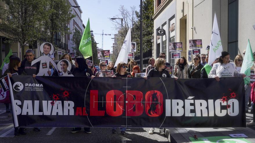 Protestas en varias ciudades españolas por la desprotección del lobo: &quot;Matarlos no es la solución&quot;