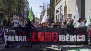 VALLADOLID (ESPAÑA), 06/04/2025.- Un centenar de personas protesta esta mañana en Valladolid por la desprotección del lobo ibérico, después de que el Congreso de los Diputados aprobase el pasado 20 de marzo su salida del Listado de Especies Silvestres en Régimen de Protección Especial (Lespre).EFE/Nacho Gallego
