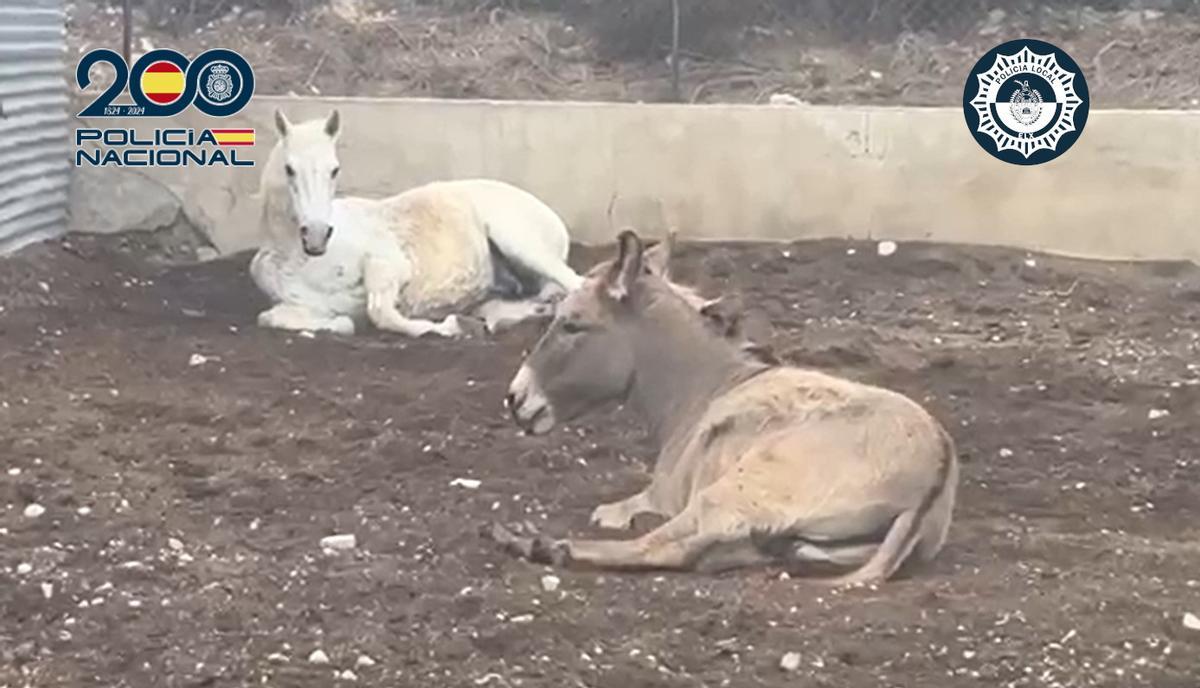 Los dos animales, tal y como se los encontraron los policías