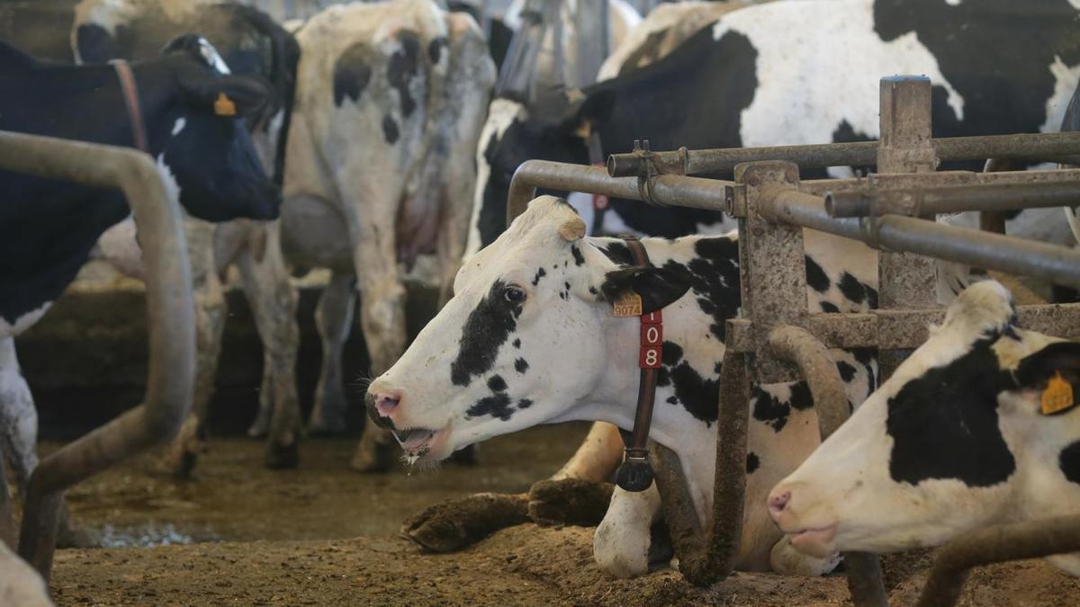 Vacas en una explotación ganadera gallega.