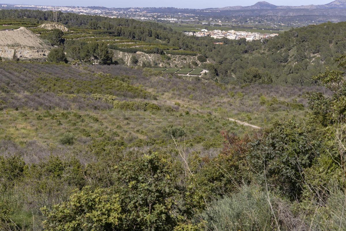 Parcel·les a on es projecta la planta solar, en primer terme, i, al fons, el nucli urbà de Manuel