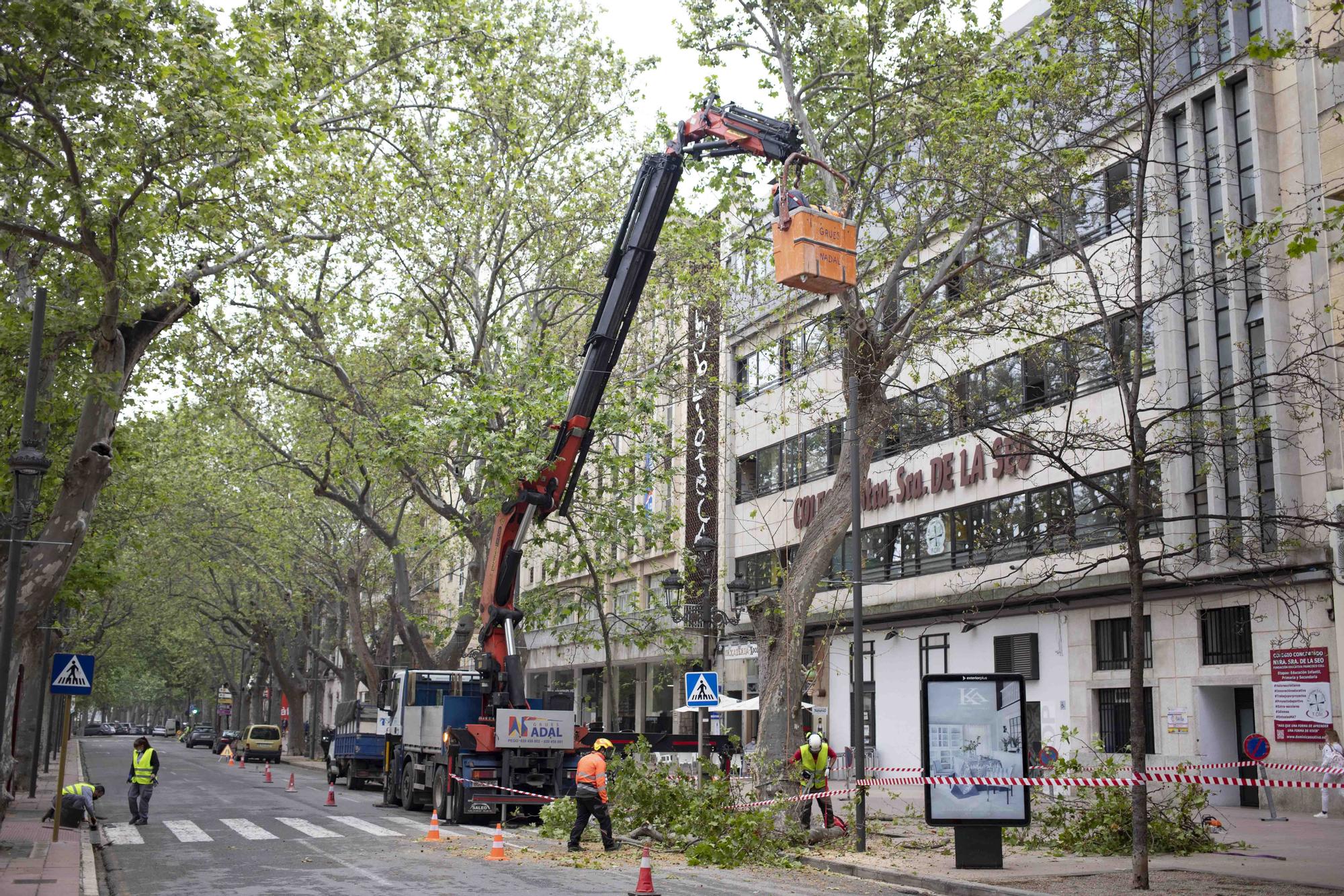 Talan cinco plataneros de grandes dimensiones en mal estado en la Albereda de Xàtiva