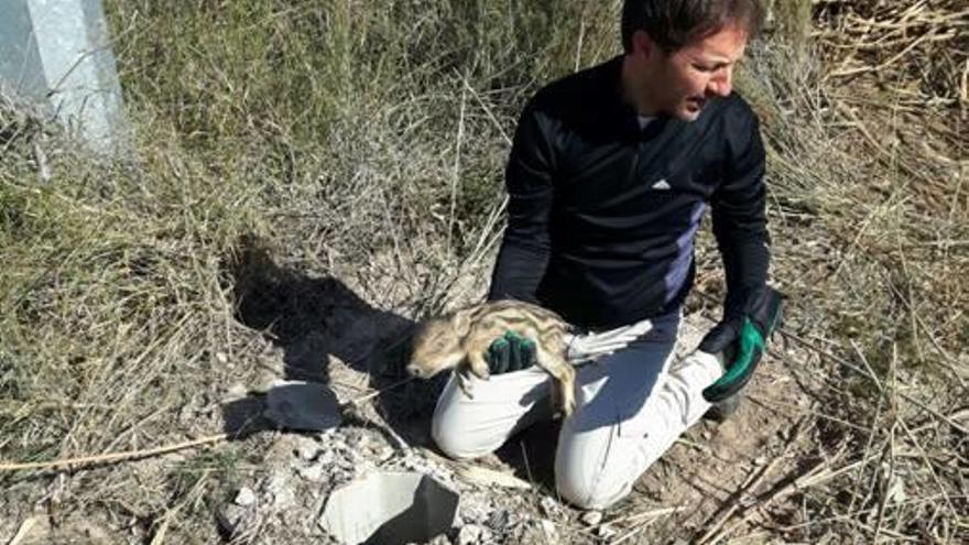 El técnico de Medio Ambiente tras rescatar a la cría de jabalí.