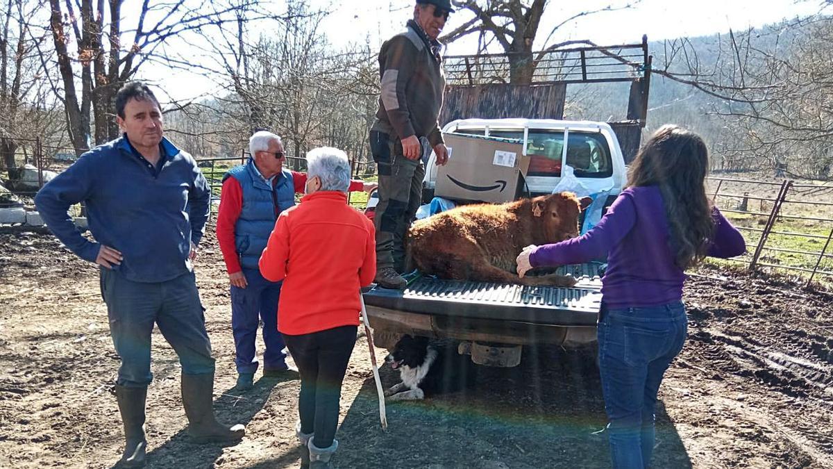 Arriba el ganadero José Prada Estrada, a la izquierda junto a un grupo de personas observan al ternero herido, que aparece también al lado de estas líneas. | A. Saavedra