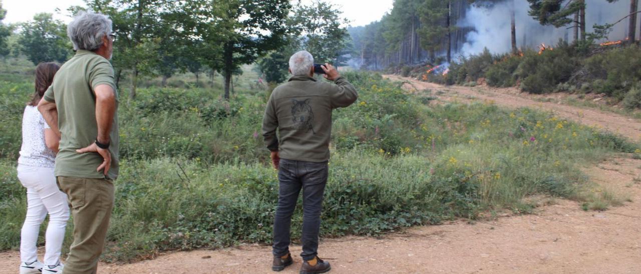 Pinar de Guardalavá, en Villanueva de Valrojo, que se pretende incluir en el mapa de daños por el incendio. | A. S.