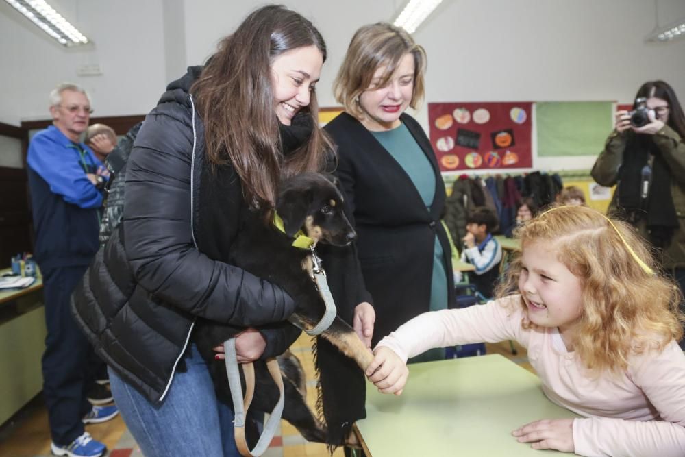 Visita a las Escuelas Blancas de los perros del albergue de animales