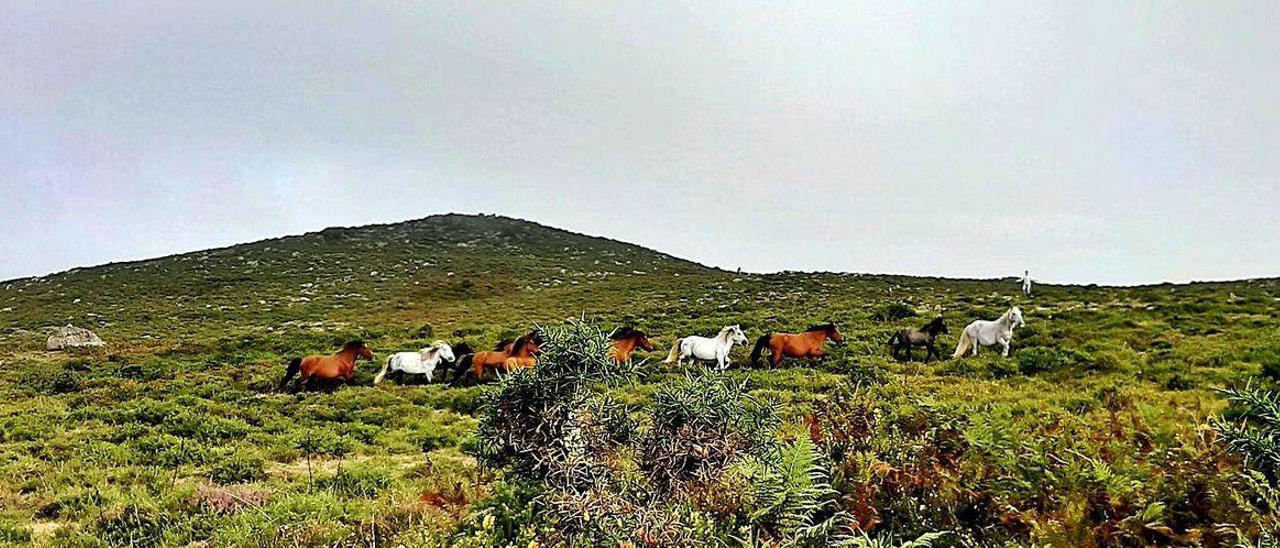 Un grupo de caballos corre por el monte.