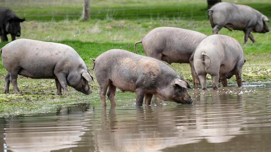 Así se crea un gran jamón ibérico: la montanera que da origen a seis piezas únicas y solidarias