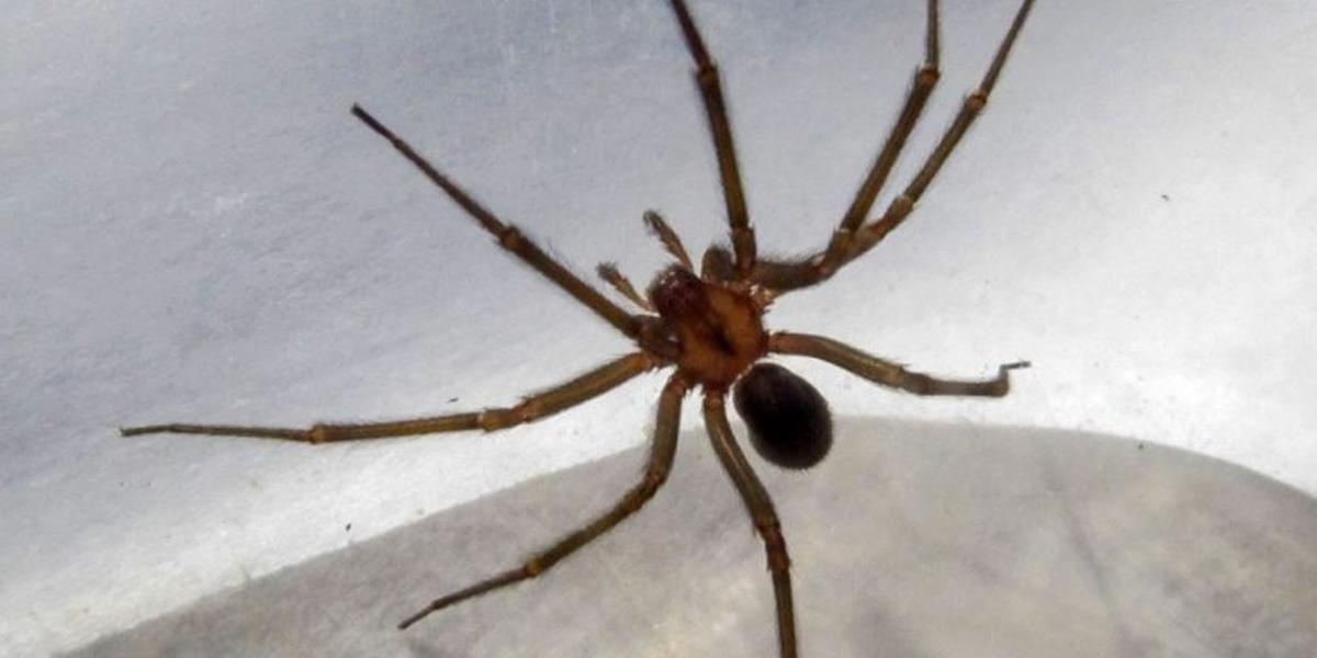 Araña violinista (Loxosceles laeta)