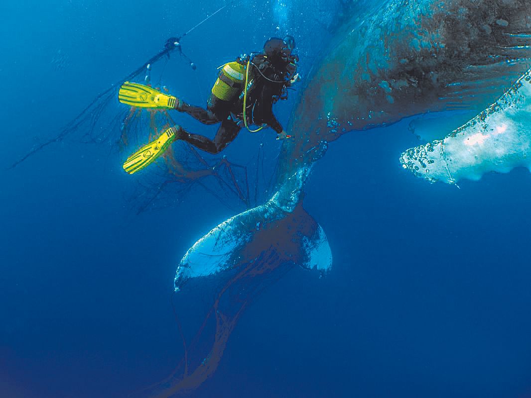 Liberada una ballena en Mallorca atrapada por redes de pesca