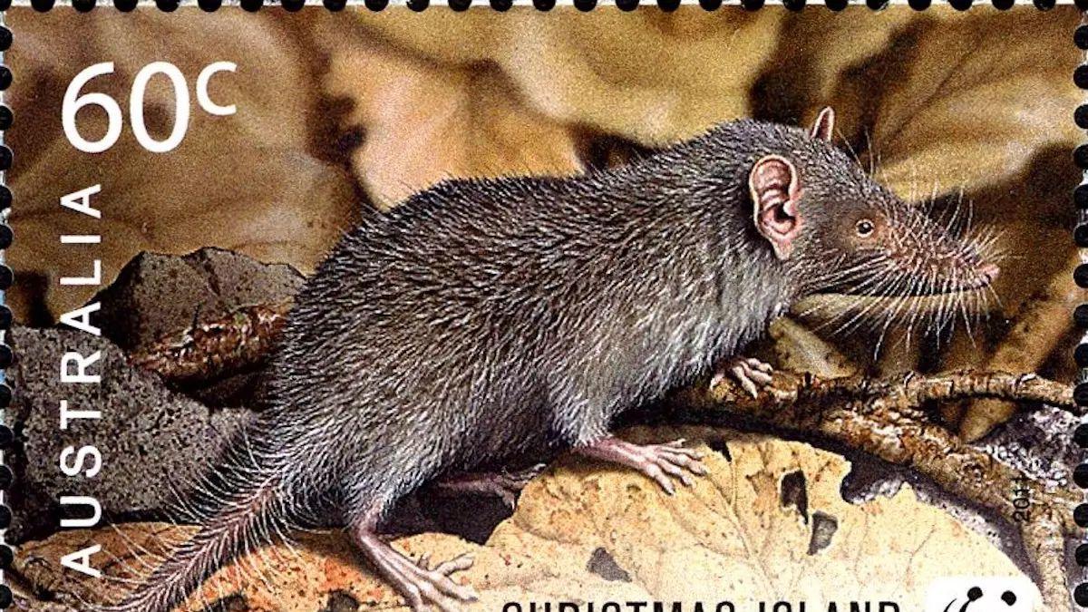 EXTINCIÓN ESPECIES | 44 especies de animales y plantas desaparecieron para siempre en 2025