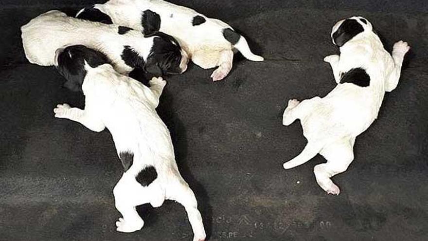 Cachorros en la basura en Ibiza