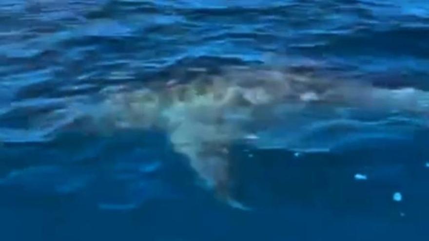 Encuentran un tiburón nadando en la bahía de Palma