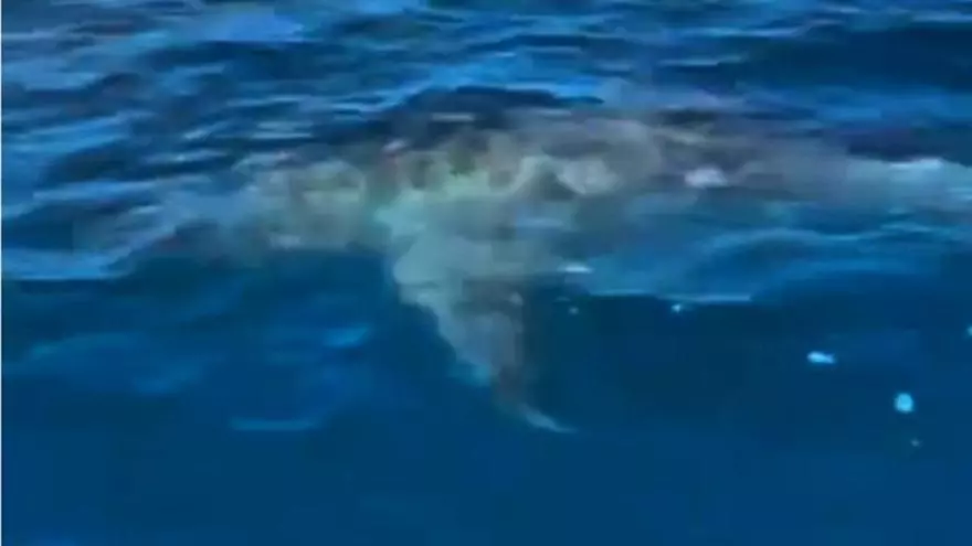 Encuentran un tiburón nadando en la bahía de Palma