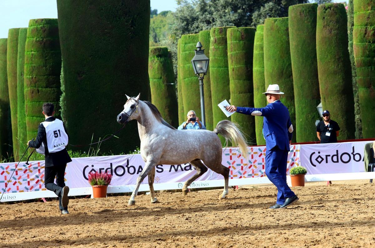 La última jornada del Otoño del Caballo en imágenes La última jornada del Otoño del Caballo en imágenes