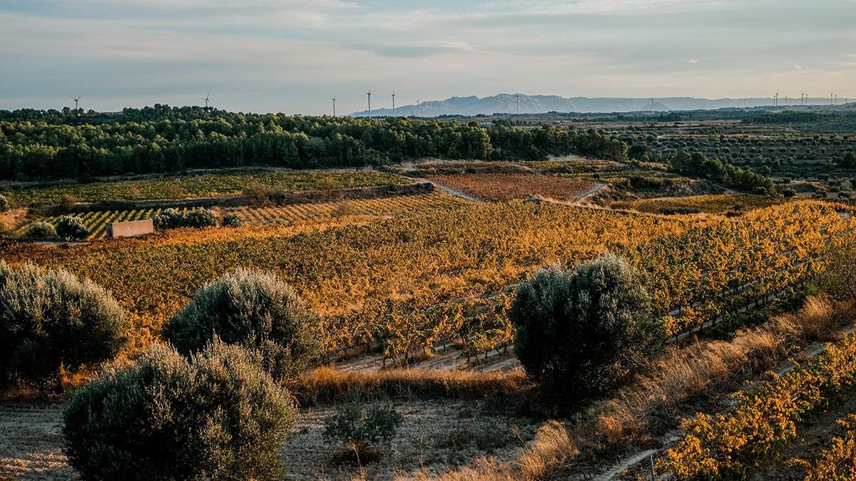 Un detall de la zona de vinyes d'aquest celler de la Terra Alta.