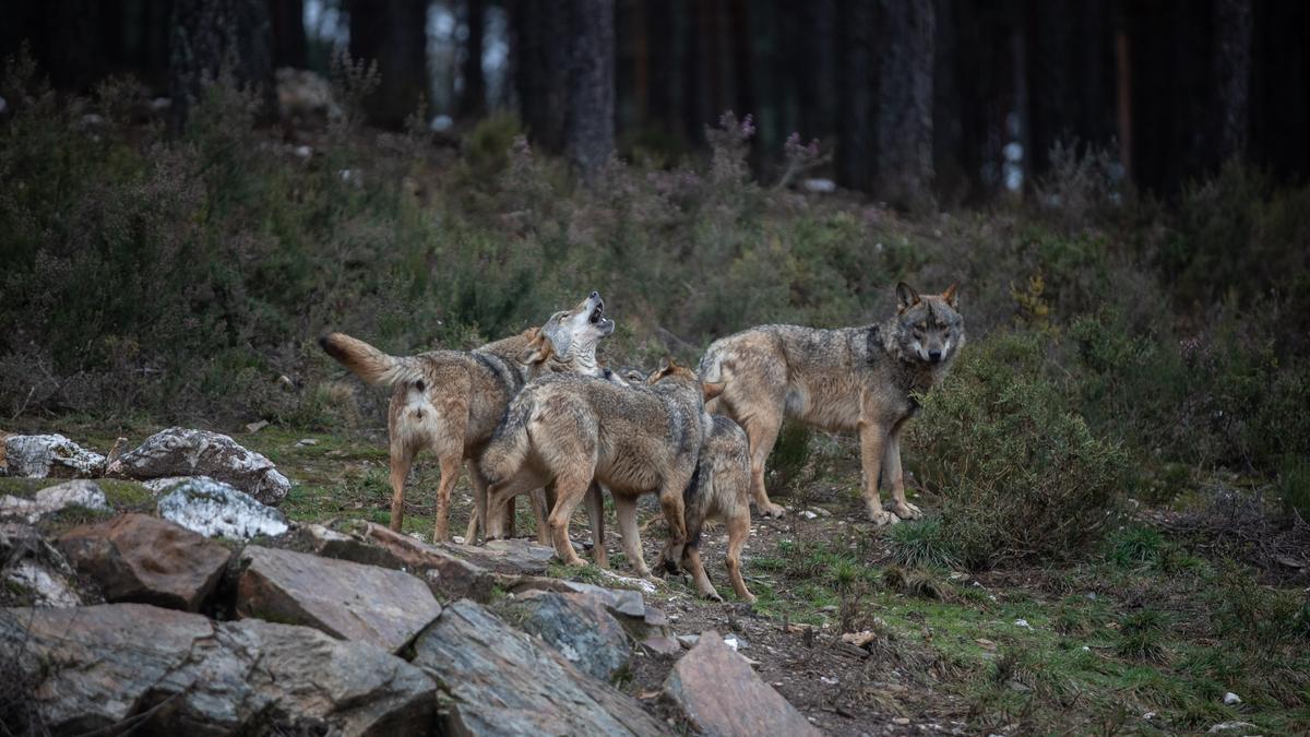 Lobos en el Centro del Lobo de Sanabria