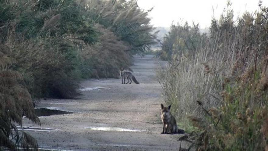 Detectan una familia  de zorros en el Tancat  de la Pipa de l&#039;Albufera