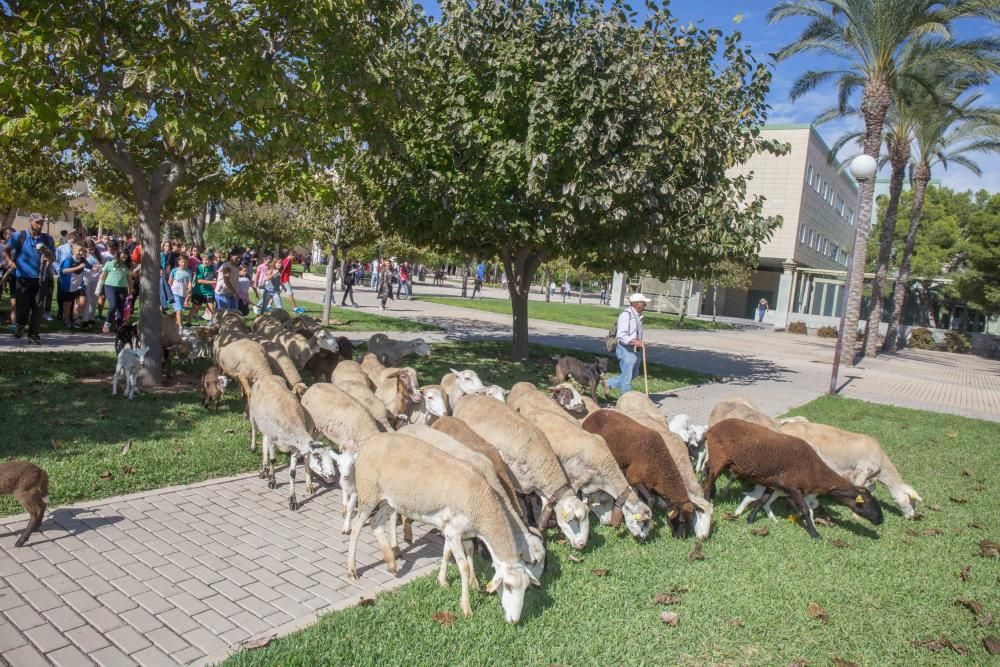 Ovejas por la Universidad