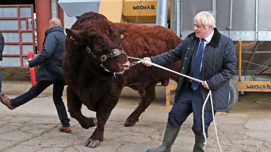 Johnson tira de un toro en una visita a Escocia ayer. // EP