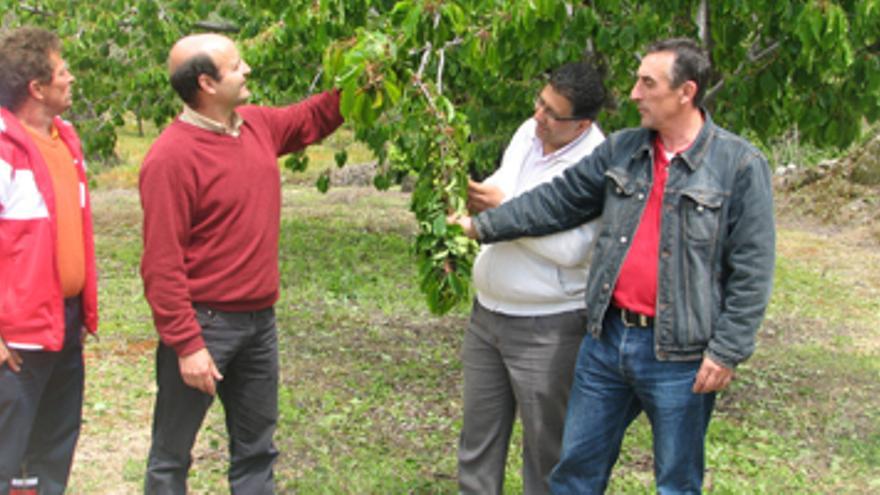 El viento y las bajas temperaturas dañan las cerezas del Jerte y La Vera